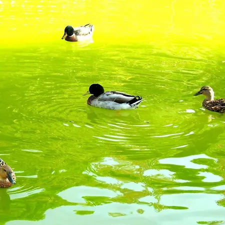 Quinta De S. Vicente 317 Feriehus *