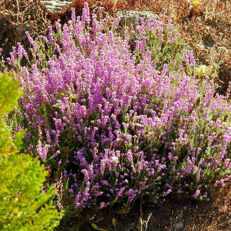 Quinta De S. Vicente 317 Vila Nova de Famalicão