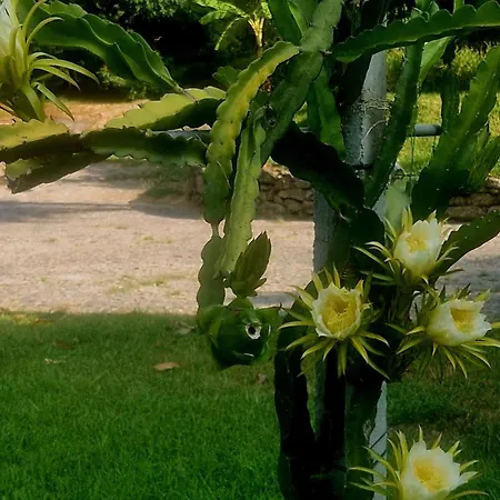 Quinta De S. Vicente 317 Feriehus *