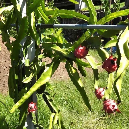 Quinta De S. Vicente 317 Feriehus Vila Nova de Famalicão