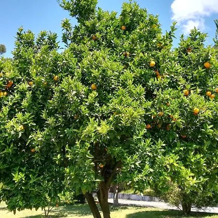 度假居 Quinta De S. Vicente 317 维拉诺瓦-德法马利