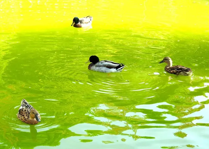 Quinta De S. Vicente 317 Dom wakacyjny *