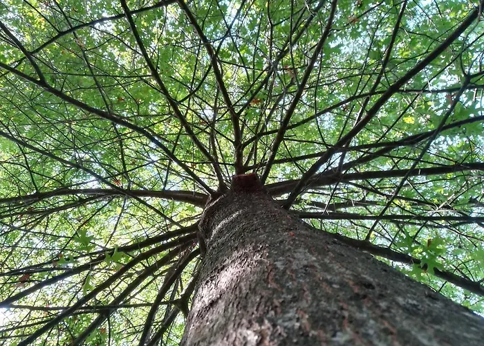 Quinta De S. Vicente 317 Vila Nova de Famalicão