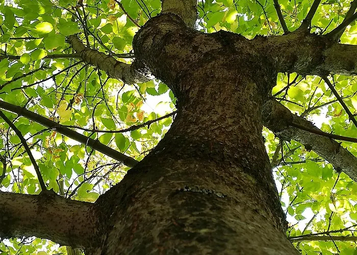 Quinta De S. Vicente 317 Dom wakacyjny Vila Nova de Famalicão