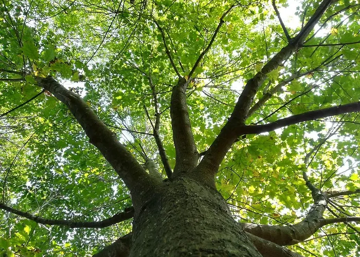 Quinta De S. Vicente 317 Dom wakacyjny *