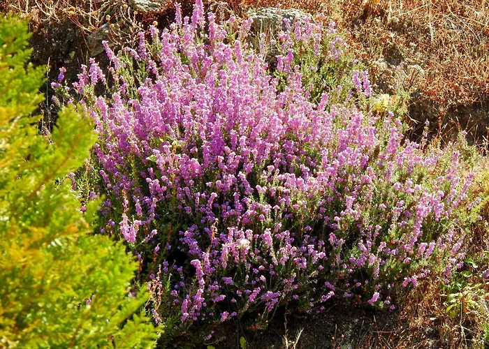 Quinta De S. Vicente 317 Vila Nova de Famalicão