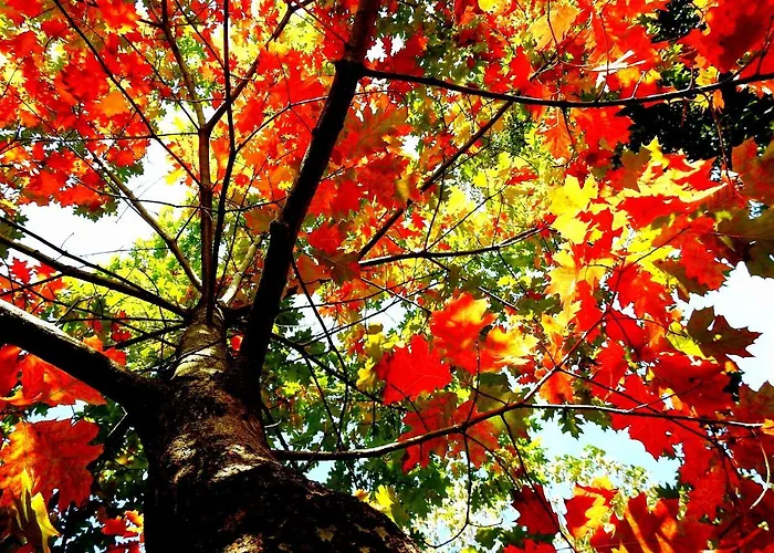 Quinta De S. Vicente 317 维拉诺瓦-德法马利