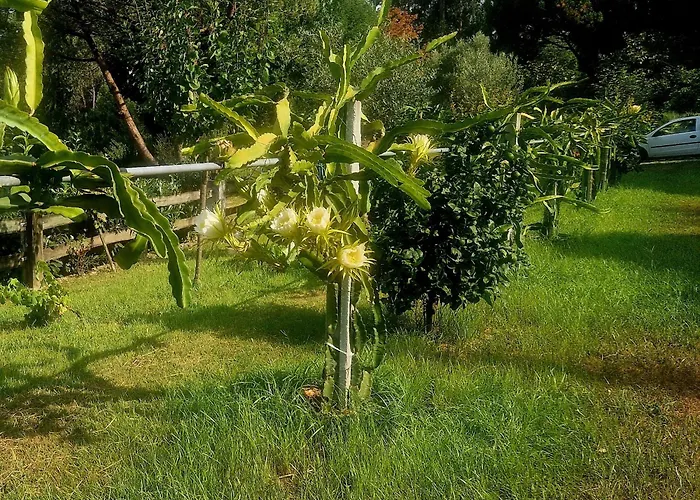 Quinta De S. Vicente 317 Vila Nova de Famalicão