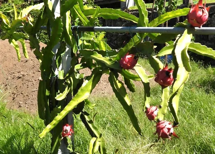 Quinta De S. Vicente 317 Dom wakacyjny Vila Nova de Famalicão