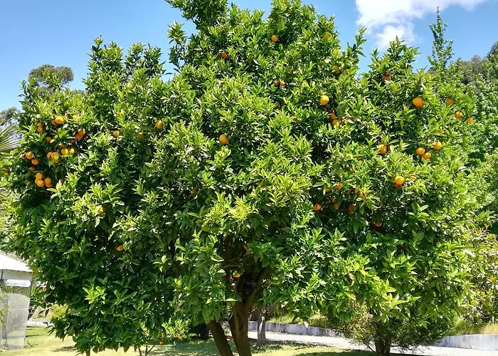 Tatil Evi Quinta De S. Vicente 317 Vila Nova de Famalicão